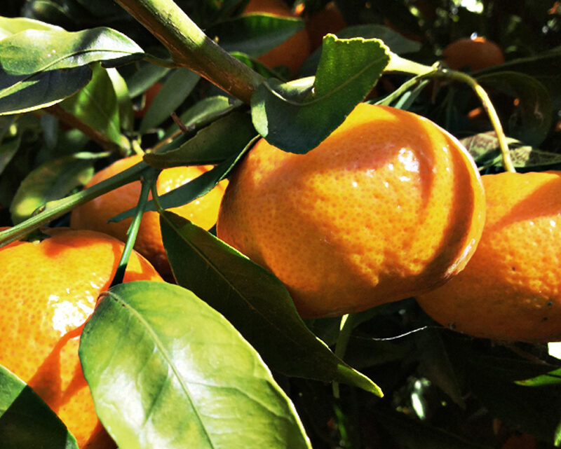 Bio-Orangen (Novella)
